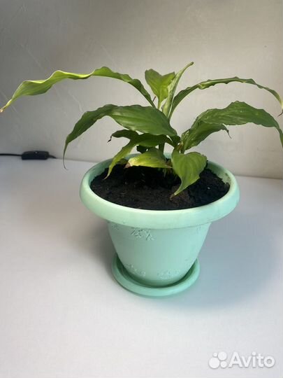 Спатифиллюм