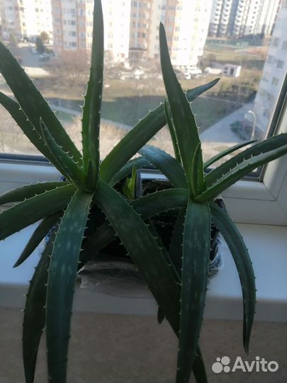 Алоэ вера растение