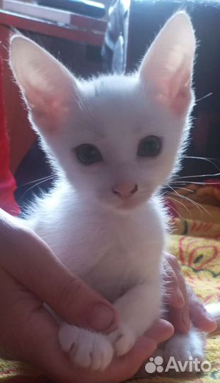 Котенок девочка