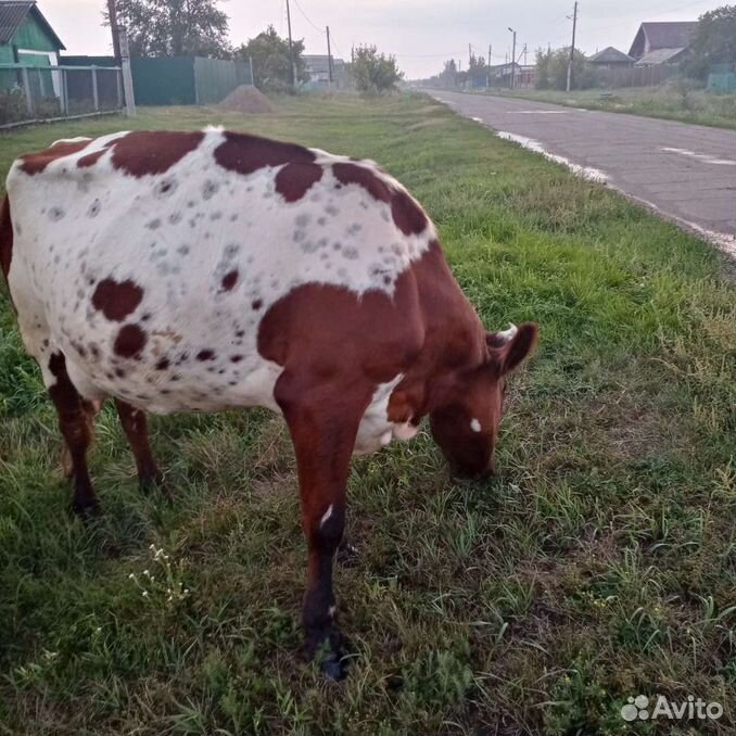 Корова стельная дойная