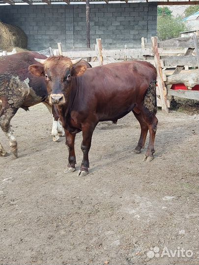 Бычки на откорм