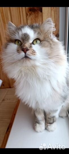 Хан - эффектный красавец 1 год