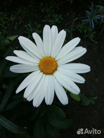 Садовые цветы