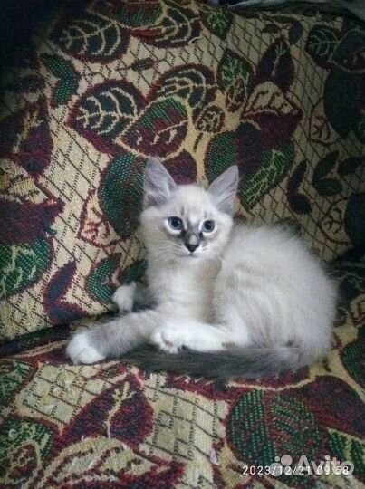 Котята домашние в ответственные любящие руки