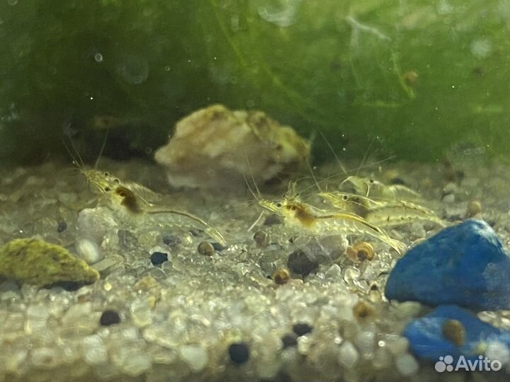 Аквариумные рыбки