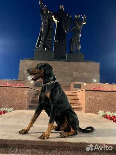 Доберман для фотосессии
