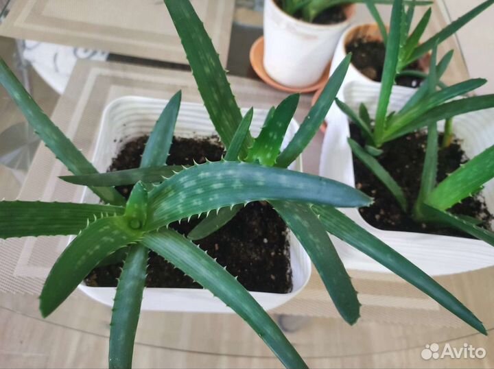 Алоэ (столетник)