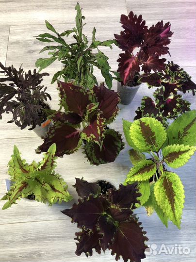 Колеусы вегетативные,традисканции готовые кашпо