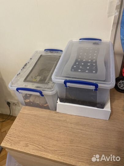 Продам Тараканов