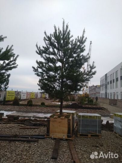 Крупномеры Сосны обыкновенной