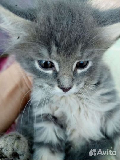 Отдам котенка в добрые руки