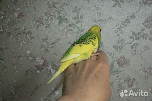 Волнистые попугаи