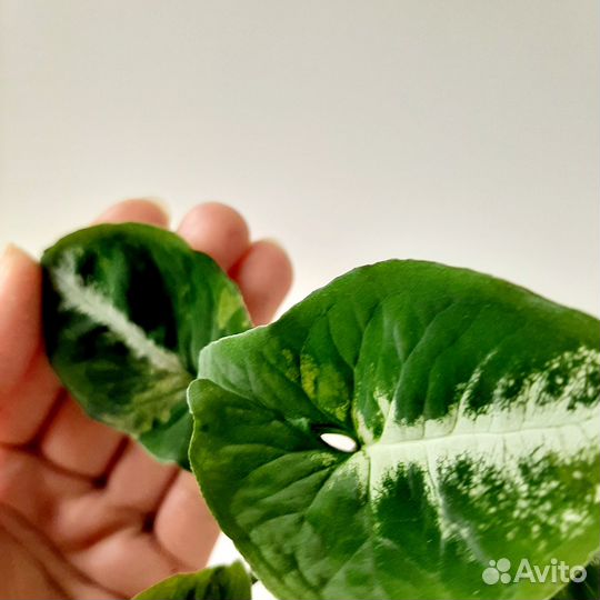 Syngonium Scrambled Eggs