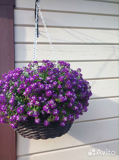 Алисум Stream Lavender и Snow Princess