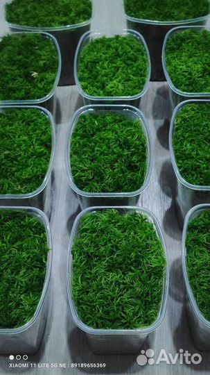 Мох сфагнум растущий