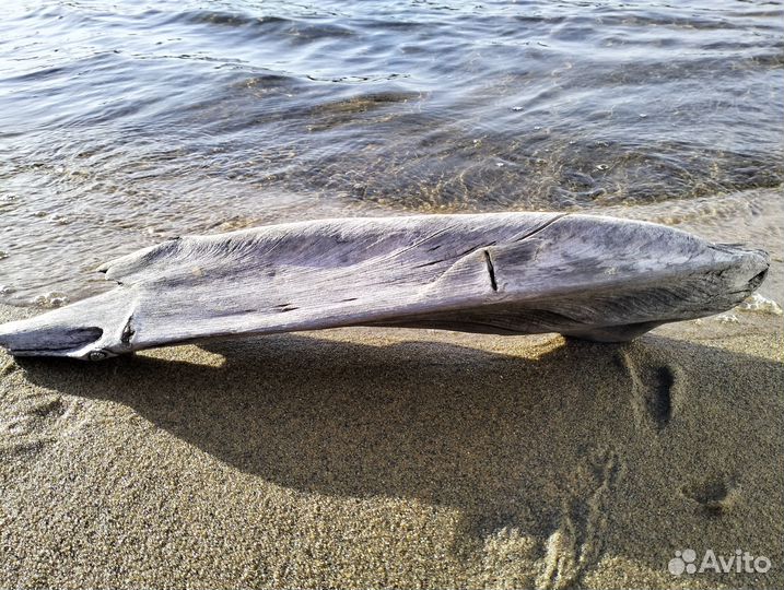 Коряга натуральная Дрифтвуд