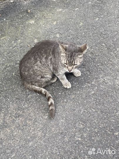 Серая кошечка с грустными глазками