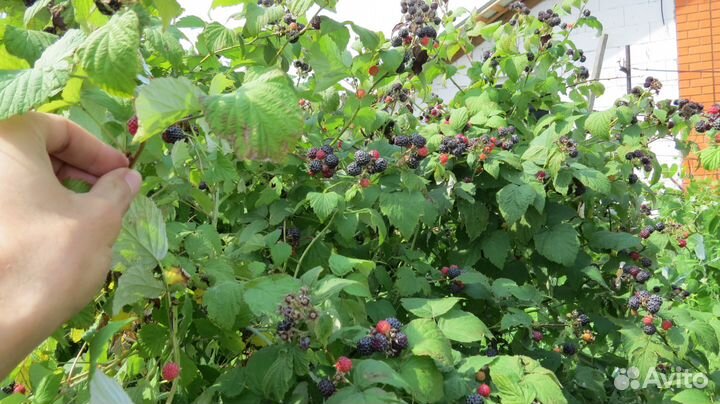 Рассада кусты ежевики и ежемалины