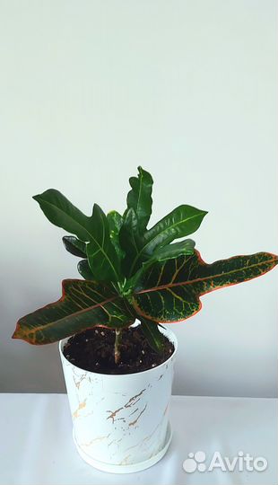 Шефлера Кротон Аглаонема Авокадо и др