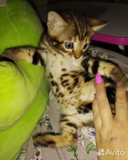 Бенгальская