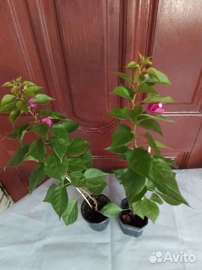 Бугенвиллия