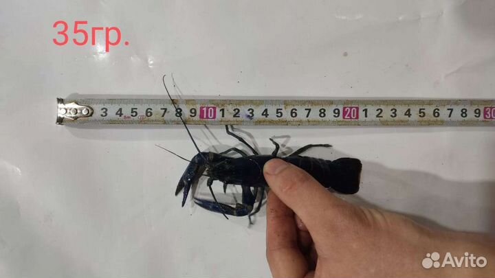 Австралийский рак. Первородки