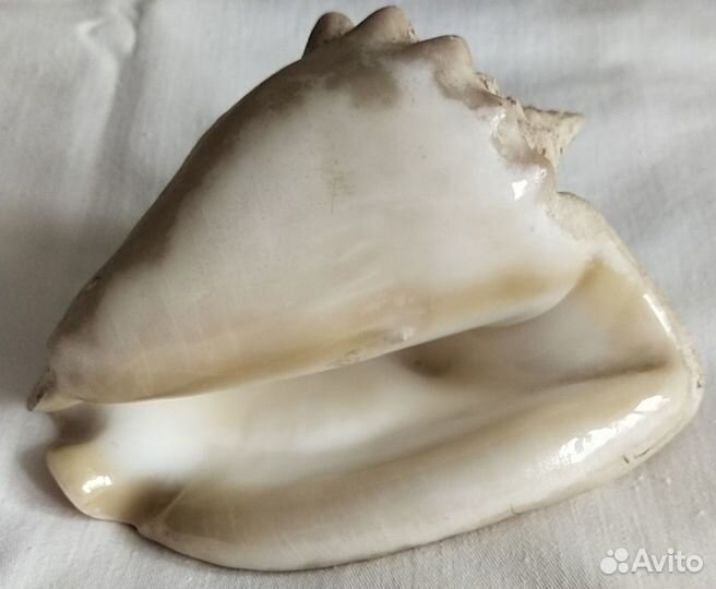 Ракушки морские из СССР цена большой рапан