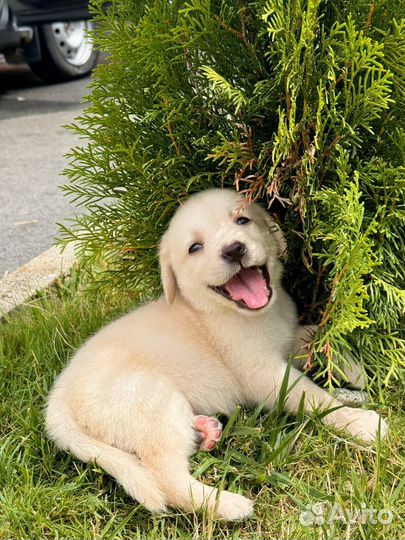 Щенки Лабрадора