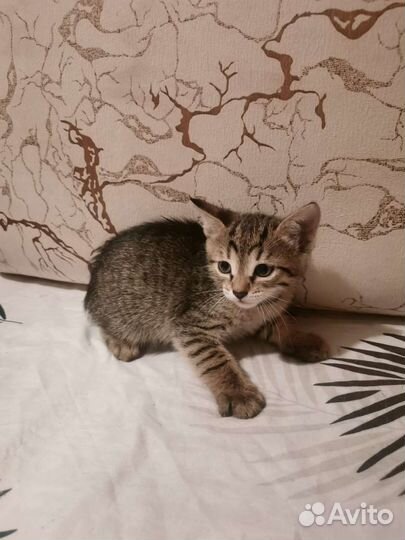 Котята ищут дом