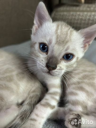 Бенгальские котята
