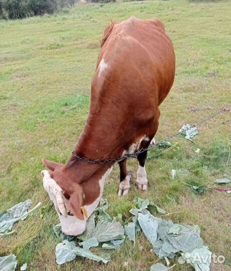 Корова дойная