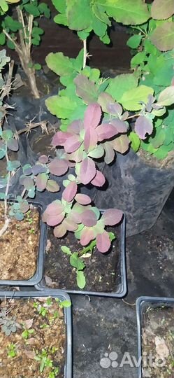 Барбарис зелëный и пурпурный