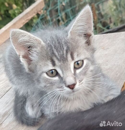 Котята в добрые руки бесплатно