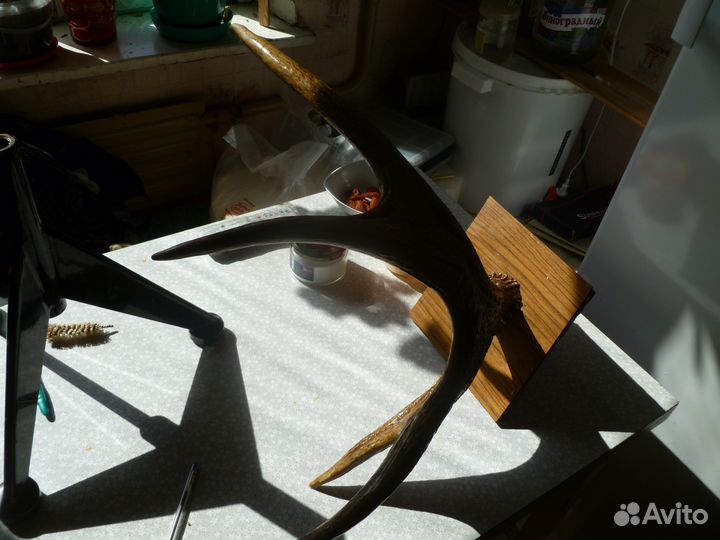 Рога Оленя на медальоне