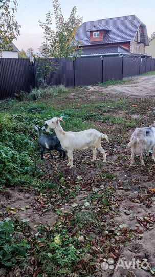 Коза дойная