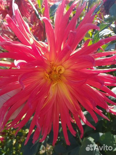 Георгин(6 сортов и более)