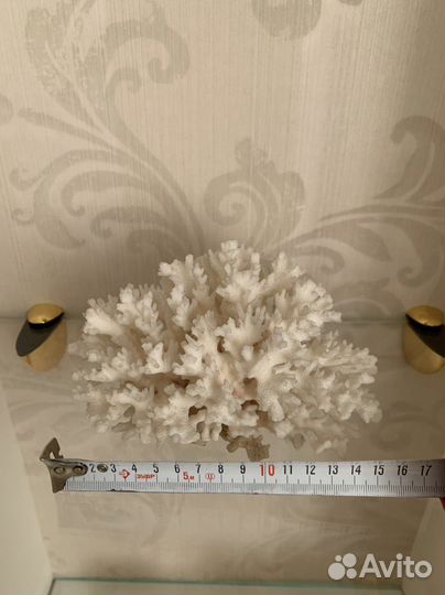 Натуральный коралл