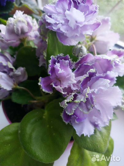 Детки сортовых фиалок