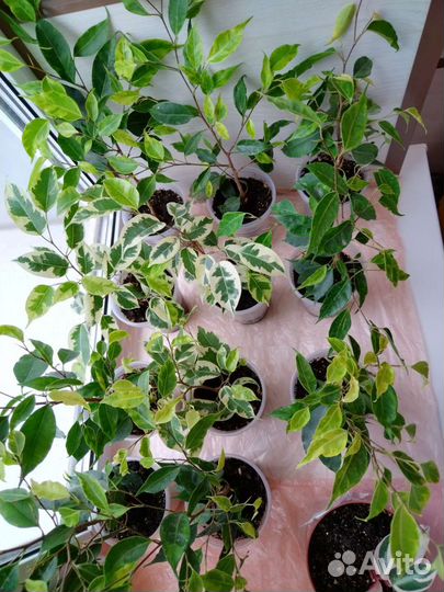 Комнатные цветы