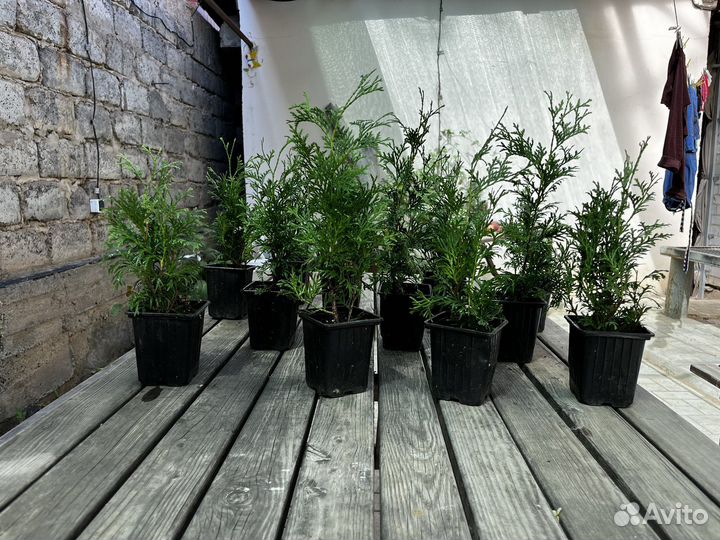 Туя Смарагд