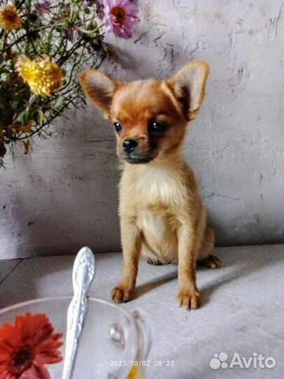 Девочка чихуахуа