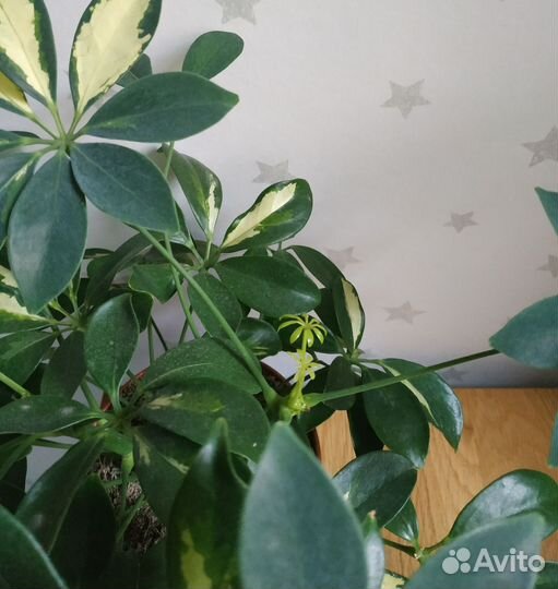 Комнатные растения и спацифилиум Даймонд