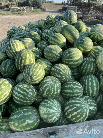 Арбуз оптом