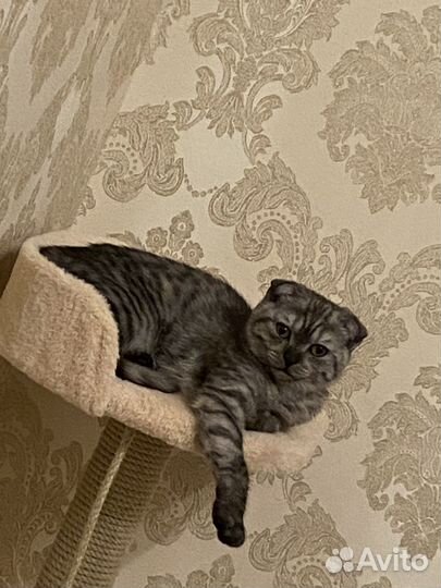 Шатланская кошка