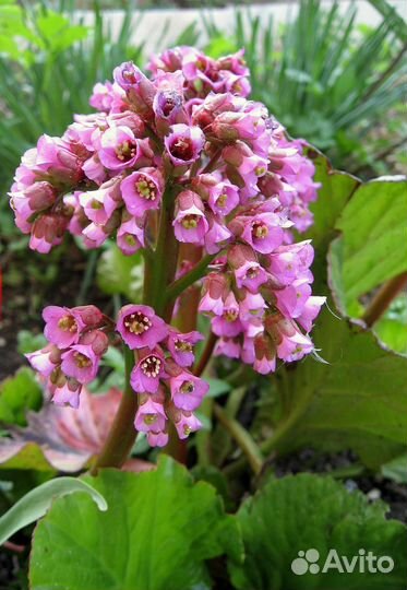 Бадан розовый