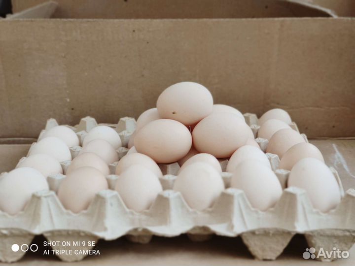 Домашние куриные яйца