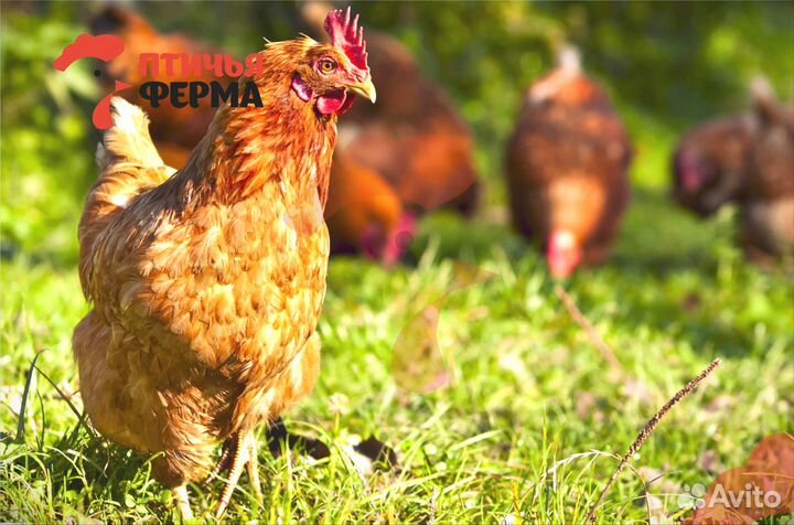Куры несушки