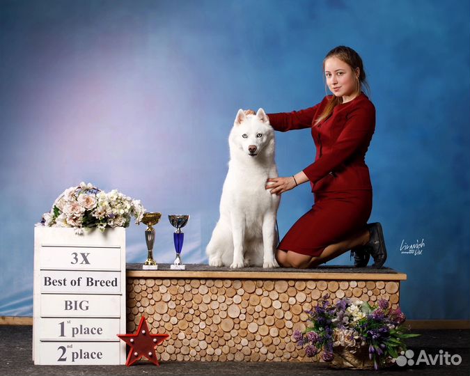 Хендлер. Подготовка собак к выставкам