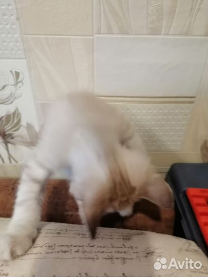 Котенок 1,5 месяца