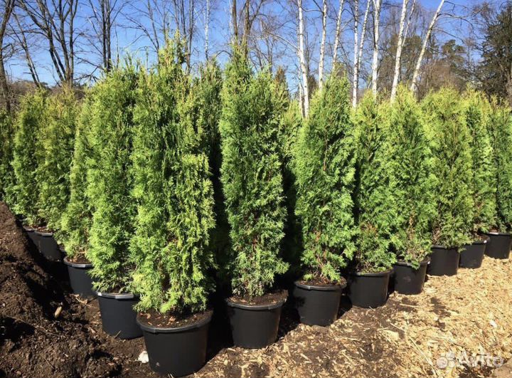 Туя смарагд